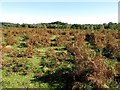 Bracken heath near Bull Hill in SO41 5RN
