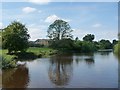Tree reflected in the River Ouse, at Hill Top Farm in YO23 7BP