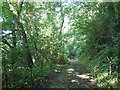 Footpath through Marsh Copse in EX6 7GZ