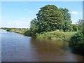 Trees at a drain, east bank, River Ouse in YO23 7BW