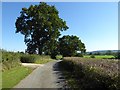 Oak trees beside a no through road in GL12 8JX