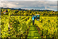 Grape harvesting at Denbies Vineyard in RH4 1LN