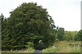 Trees over the road at Tullyfergus in PH11 8JY