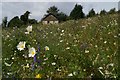 Amazing wild flower meadow at Shanzie in PH11 8JS