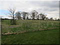 Newly planted trees in Felbrigg Park in NR11 8PL
