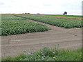 Potato crop west of Padgett's Road in PE14 9PN