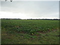 Crop field, South Cove in South Cove