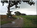 Farm track off the B1127 in South Cove