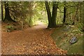 Woodland walk, Dalbeattie Forest in DG5 4EQ
