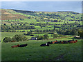 Fields and cattle above the Lowther valley in CA10 2QJ
