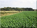 Field of oilseed rape and the boundary of Harmston Park in LN5 9GH