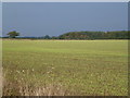 Emerging winter cereal north of Litcham Road in Norfolk in PE32 2RT