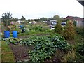 Buckfast Way allotments in NG2 5ND