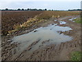 Potato crop near Longham Hall in Norfolk in NR19 2RJ