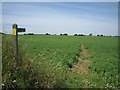 Holt - Mannington walk crossing a pea-field in NR25 6TS
