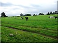 Cows and calves in a pasture field in CA16 6RJ