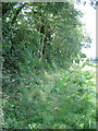 Heading south from Holt to Mannington on bridleway in NR25 6TS