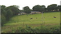 Farm buildings and resting cattle in LL77 7SL