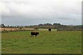 Cattle at Wardend in AB31 6BY