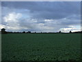 Crop field, Rushmere in NR33 8EF