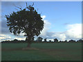 Tree in crop field near Gisleham Manor in NR33 8EE