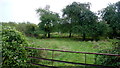 Old cider orchard, 2016 in GL19 4HX