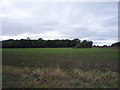 Young crop field towards Lady's Grove in Henstead with Hulver Street