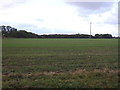 Crop field beside the A12 in NR33 7BJ