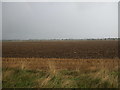Flat farmland, Gisleham in Gisleham