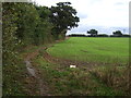 Crop field and hedgerow, Carlton Colville in NR33 8LQ
