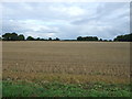 Stubble field near, Carlton Colville in NR33 8BT