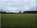 Flat farmland towards Augur Grove in NR33 8HD