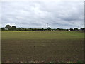 Young crop field near Barnby in Barnby and North Cove