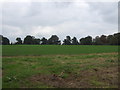 Crop field, Brampton in NR34 8DT