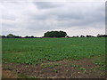 Crop field off Halesworth Road in IP19 8NR