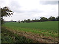 Young crop field off Strawberry Lane in IP19 8NX