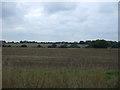 Farmland north of the B1124 in IP19 8NT