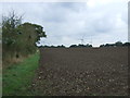 Field and hedgerow, Sotherton in IP19 8NW