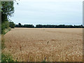 Wheat field near Little Wakering Hall in SS3 0AG