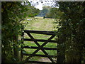 Looking west across sheep field from Harwoods Lane in RH19 4BB