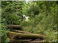 Obstructed footpath in Glebe Wood in NP7 9NA