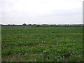 Crop field west of Cucumber Lane in NR34 9XP