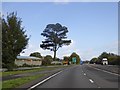 A lone tree by the A449 near Raglan in NP15 2EY