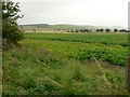 Potato field in DD8 1SH