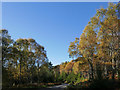 Forestry road near Loch na Crann in IV14 9ES