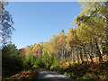 Track near Loch na Crann in IV14 9ES