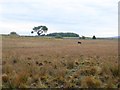 Marshy ground on Greystoke Moor in CA11 0RS