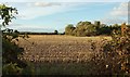 Stubble field by Lower Norton Lane in BS22 9YR