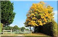 Field maple by footpath in TN33 0YE