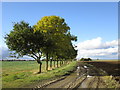 Row of trees on the track to Barff Farm in West Lindsey District